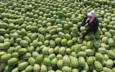 [中国] 滞销西瓜