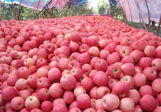 [中国] 滞销苹果