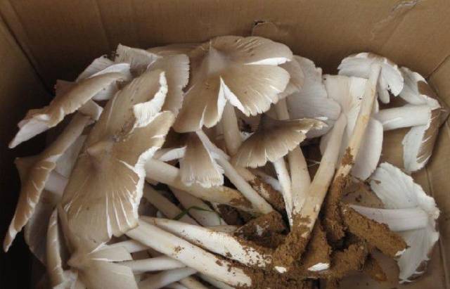 [中国] 野生鸡枞